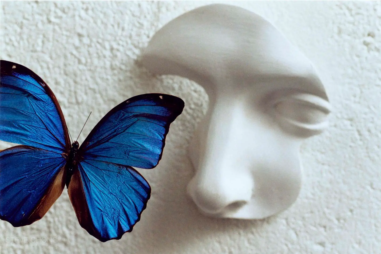 Butterfly Dream